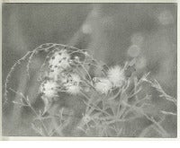 Wildflower, Brooklyn