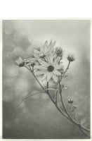 Wildflower, Central Park