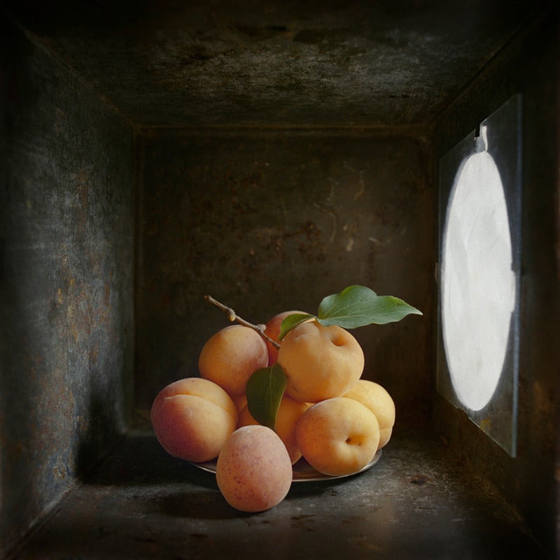 David Halliday Still-Life Photograph – Apricots (zeitgenössische Stilllebenstudie in Leuchtkasten mit gedämpftem Licht)