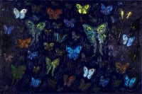 Midnight Blue Butterflies