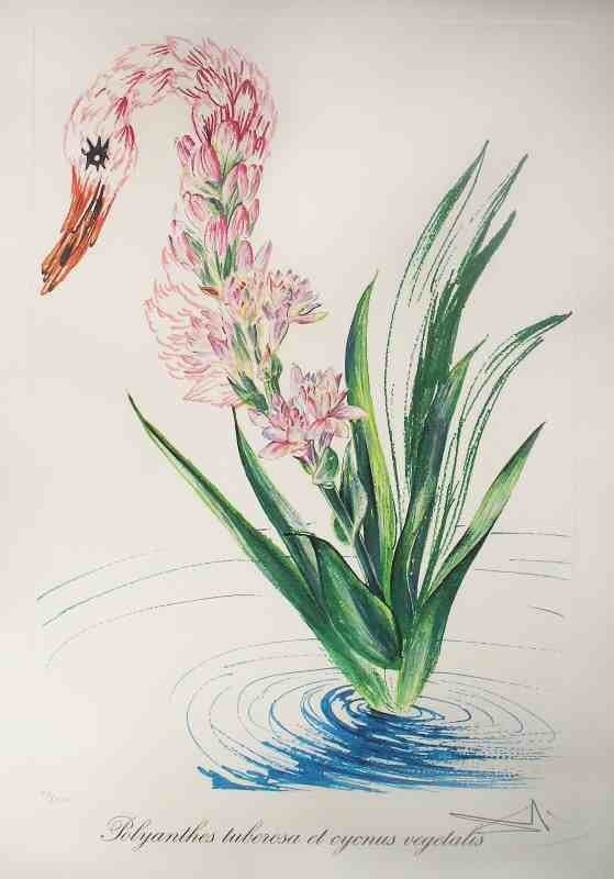 Polyanthus Tubarosa et Cyngus vegetales (Water-Hybiscus Swan) - Print by Salvador Dalí
