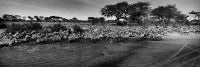 Photography - Trio of Zebra Art Photos - Migration of Zebras (Award winning) etc