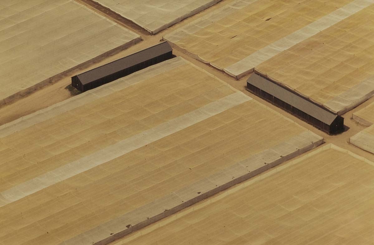 Aerial C-Print Vintage Photo "Tobacco Sheds"