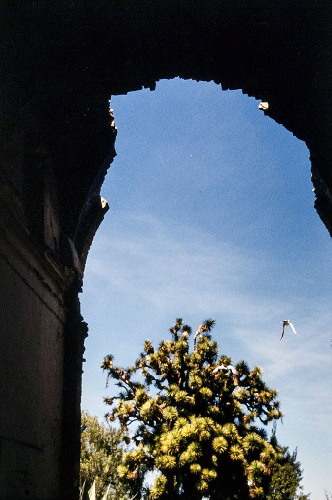 UNTITLED (BLUE SKY AND WHITE BIRD)