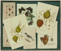 Trompe L'oeil Oil Painting "GROUP OF NATURE ILLUSTRATIONS"