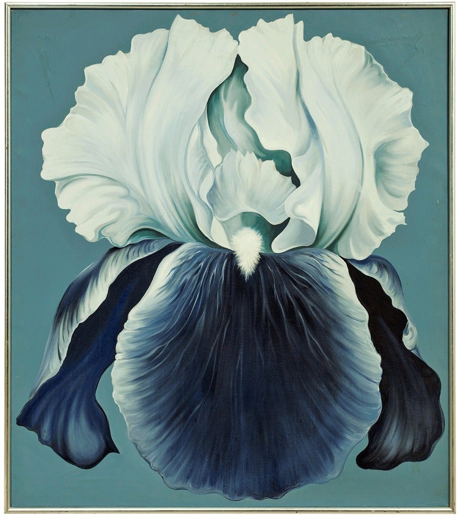 WHITE VIOLET IRIS