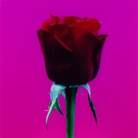UNTITLED (RED ROSE #2)