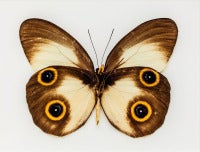 Untitled (Yellow and Brown Butterfly)
