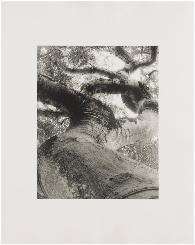 UNTITLED (TREE IN BLACK AND WHITE)