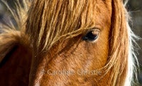 Assateague Eye 7