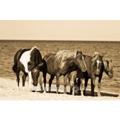Beach Bums 2