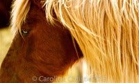 Chincoteague Stallion 8