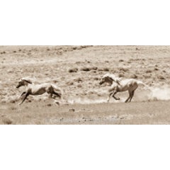 Hoofbeats II 12