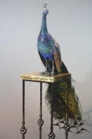 Blue Peacock