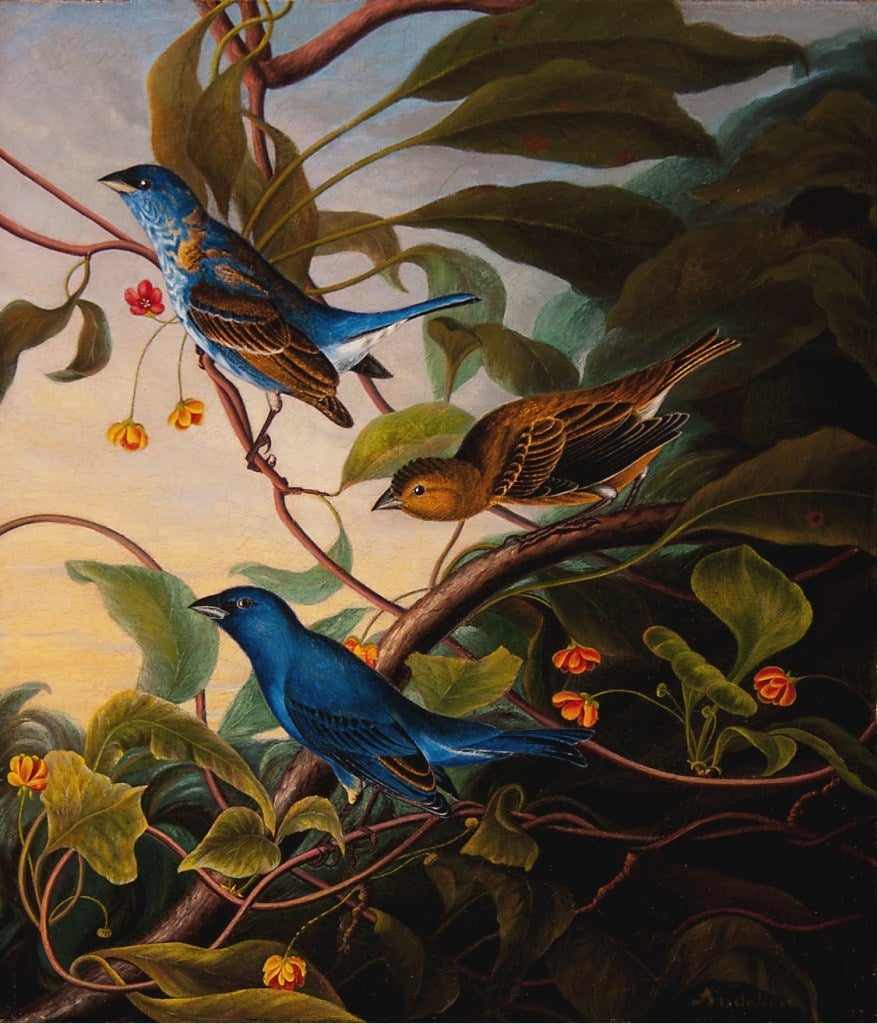 John Woodhouse Audubon Animal Painting - Indigo Bunting