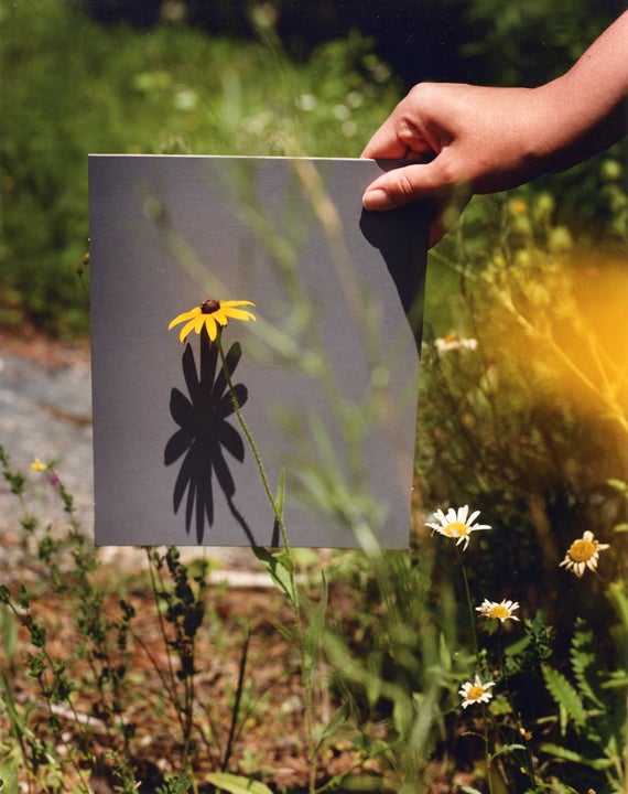 Roadside Wildflower (Black-Eyed Susan) - Photograph by Bryan Graf