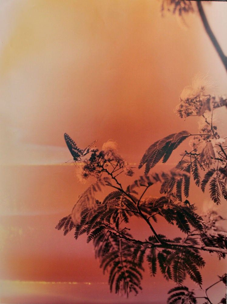 Bryan Graf Landscape Photograph - Butterfly #5