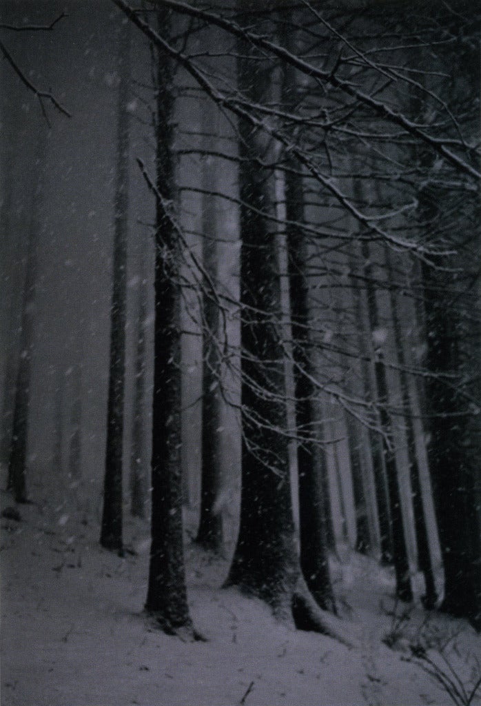 From the series Forest