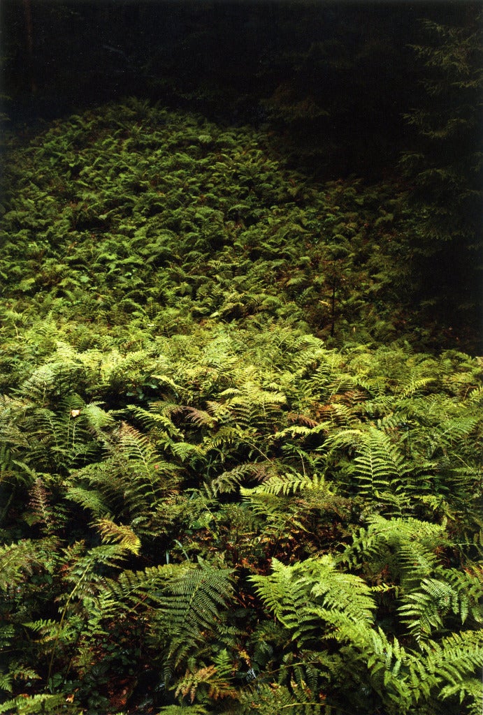 walking ferns