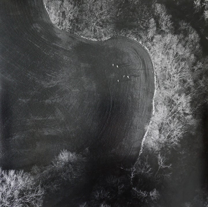 Black and White Photograph di Terry Evans - Cervi al pascolo sul nuovo grano invernale, Contea di Saline, Kansas, marzo 1990