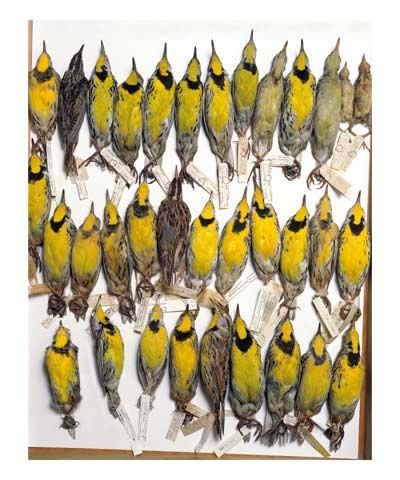 Terry Evans Color Photograph - Field Museum, Drawer of Meadowlarks, various dates and locations