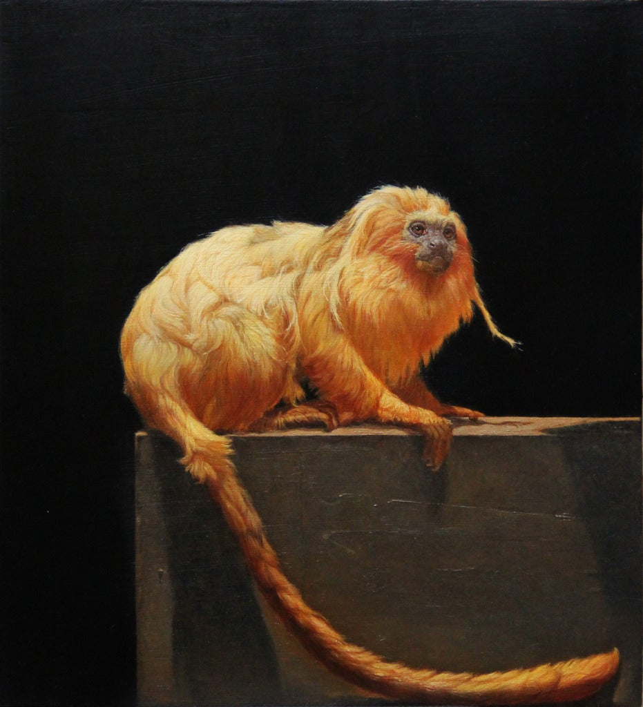 Patricia Traub Animal Painting - Endangered Golden Lion Tamarin