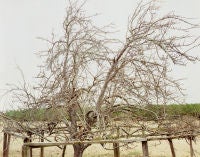 Pear Tree, near Akron, Alabama, January 2000