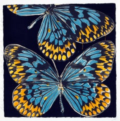 Butterflies, Jan 25, 2006