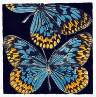 Butterflies, Jan 25, 2006 9