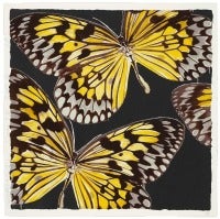 Monarchs, Jan 24 10