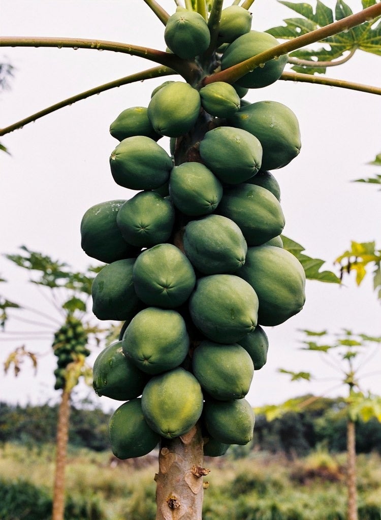 Still-Life Photograph de Gustavo Ten Hoever - Papayas