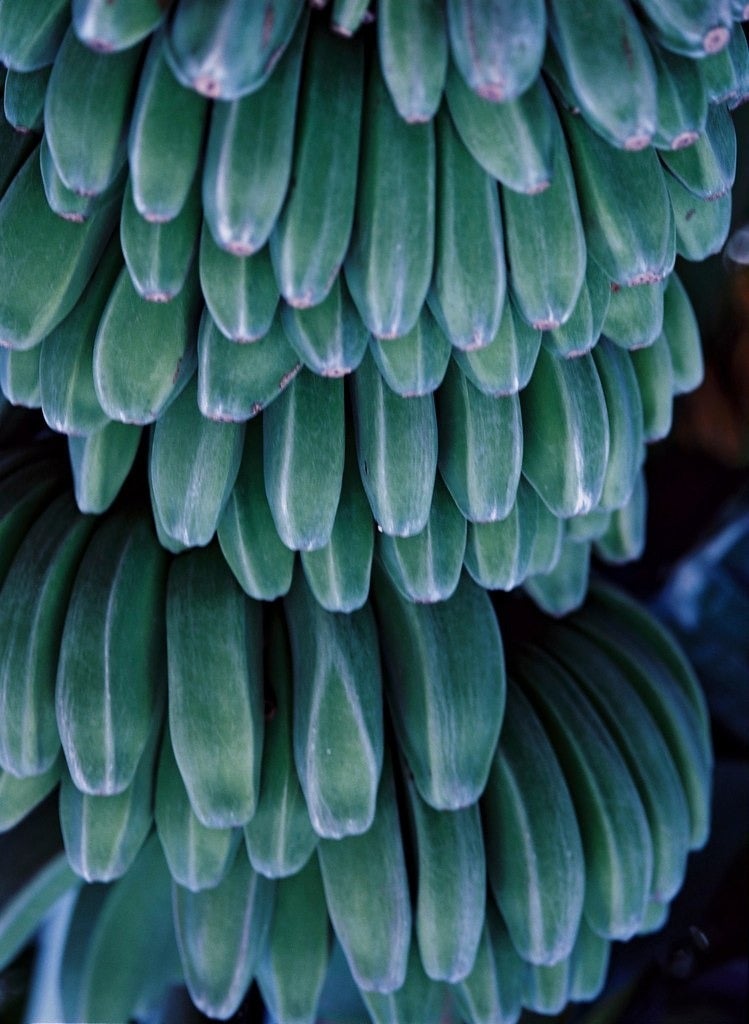 Gustavo Ten Hoever Still-Life Photograph - Bananas