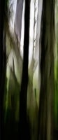 In the Backyard 1