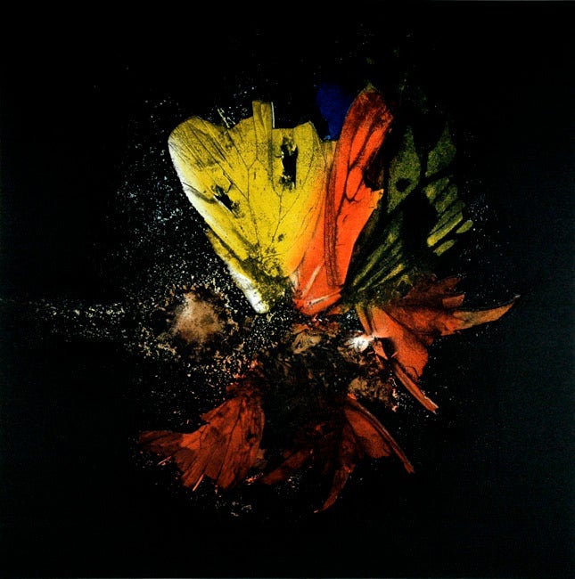 Mat Collishaw Insecticide 13, 2010 For Sale at 1stdibs