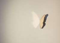 Thoughts (Butterfly) #11