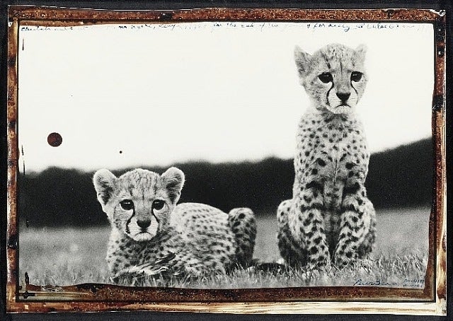Peter Beard (Photographer) Black and White Photograph - Cheetah Cubs at Mweiga nr Nyeri, Kenya