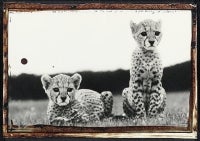 Cheetah Cubs at Mweiga nr Nyeri, Kenya