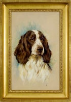 Springer Spaniel Head Study