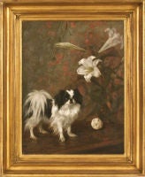 Japanese Chin on a Table