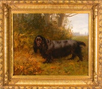 Field Spaniel