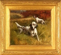 English Setter and Pointer in the Field