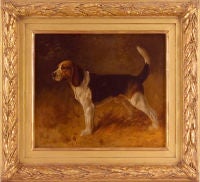 Champion Windholme's Beagle