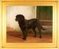 Antique Black Labrador Retriever, 1910