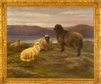 Sheep, 1884