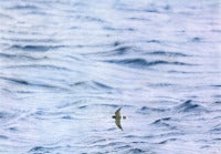 Petrel