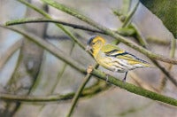 Siskin