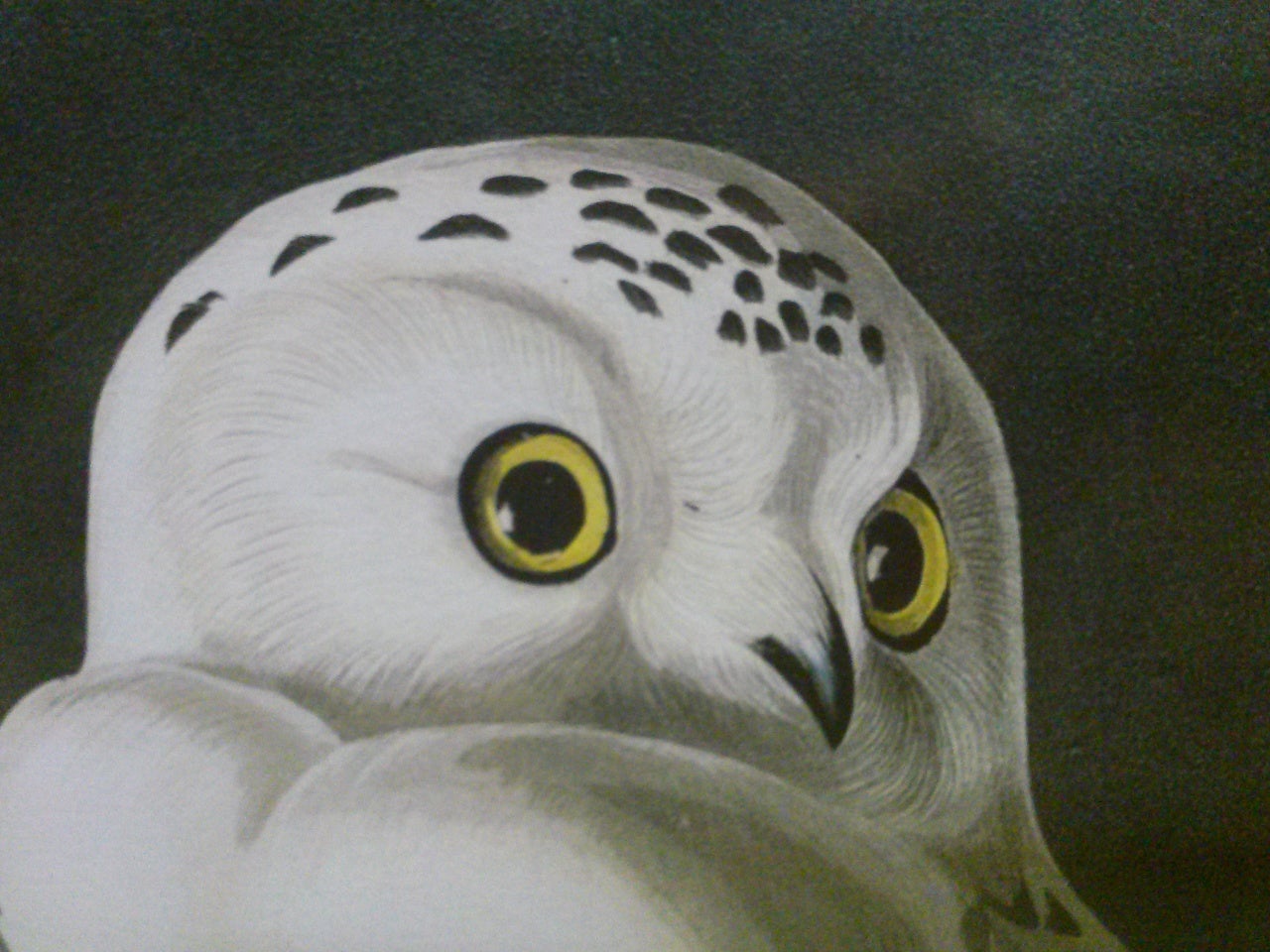 Plate 121: Snowy Owl
Originally painted by John James Audubon on the east coast in 1829, it is one of the few nocturnal scenes found in the 