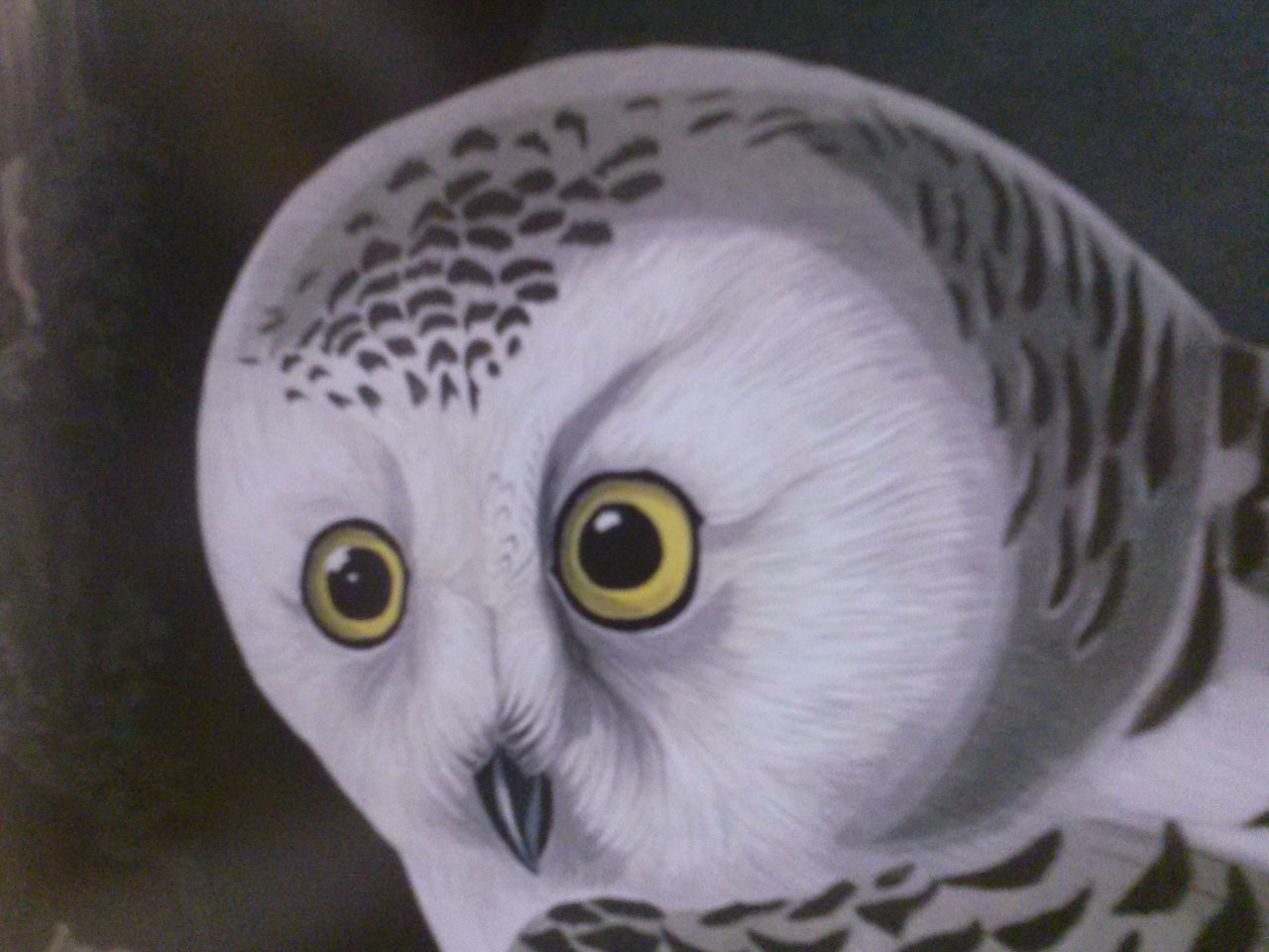 snowy owl john james audubon