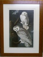 John James Audubon "Snowy Owl" rare nocturnal print Oppenheimer Edition
