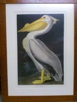 John James Audubon "American White Pelican" rare nocturnal print Oppenheimer Edition